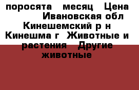 поросята 1 месяц › Цена ­ 4 000 - Ивановская обл., Кинешемский р-н, Кинешма г. Животные и растения » Другие животные   . Ивановская обл.